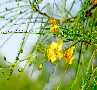 Parkinsonia Aculeata, Jerusalem Thorn Tree 3