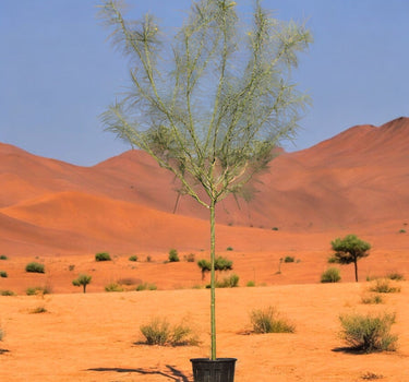 Parkinsonia Aculeata, Jerusalem Thorn Tree 2