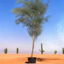 Parkinsonia Aculeata, Jerusalem Thorn Tree 1