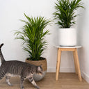 Parlour Palm in UAE. Cat walking on a wooden floor with two potted plants in the background.