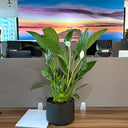 Peace Lily Indoor Plants UAE. Potted plant on a desk with a colorful abstract painting in the background