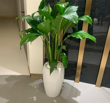 Peace Lily Large Indoor Plants UAE. Potted plant in a white vase on a light-colored floor with a reflective surface.