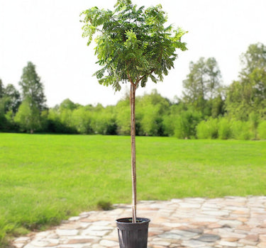 Peltophorum inerme – Yellow Poinciana 1