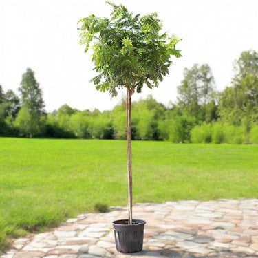 Peltophorum inerme – Yellow Poinciana 1