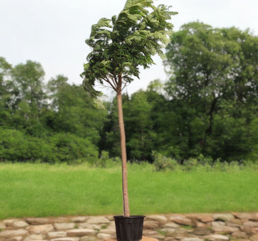 Peltophorum inerme – Yellow Poinciana 2