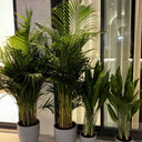 Pet Friendly Bundle 4pc Indoor Plants UAE. Four potted plants in front of a glass door