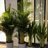 Pet Friendly Bundle 4pc Indoor Plants UAE. Four potted plants in front of a glass door