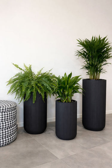 Pet Friendly Premium Bundle in Fiber Pot Plants UAE. Three black planters with green plants on a tiled floor against a white wall.