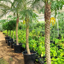 Phoenix Palm 2m Plants UAE. Row of potted palm trees in a greenhouse setting