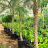 Phoenix Palm 2m Plants UAE. Row of potted palm trees in a greenhouse setting