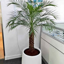 Phoenix Palm Big Tree Plants Dubai. Potted palm tree in an office setting with a white planter and glass wall in the background.