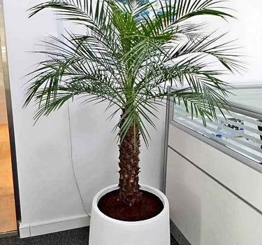 Phoenix Palm Big Tree Plants Dubai. Potted palm tree in an office setting with a white planter and glass wall in the background.