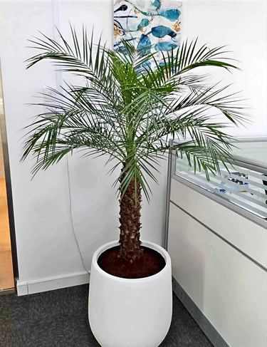 Phoenix Palm in Fiber Pot Indoor and Outdoor Plants UAE. Potted palm tree in an office setting with a window and wall art in the background.