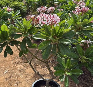 Pink Flowering Plumeria Frangipani Plants for Outdoor & Indoor Spaces, DubaiPotted plant with pink flowers in a garden setting 