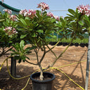 Pink Plumeria Frangipani Flowering Outdoor and Indoor Plants, Dubai. Potted plant with pink flowers in a garden setting