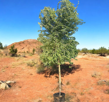 Pithecellobium Dulce – Jungle Jalebi / Madras Thorn Tree 1