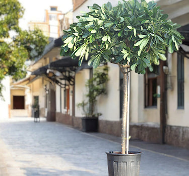 Plumeria Obtusa – Frangipani Tree 4