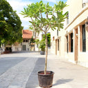 Plumeria Obtusa – Frangipani Tree 2
