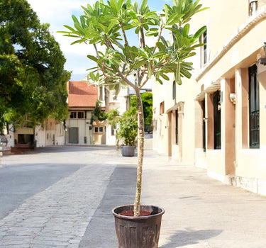 Plumeria Obtusa – Frangipani Tree 2