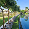 Plumeria Pot Plant Outdoor Plants Dubai. Row of potted plants along a poolside with a cityscape in the background