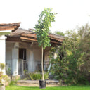 Pongamia Pinnata – Pongamia Tree 2