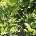 Pongamia Pinnata – Pongamia Tree 4
