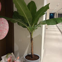 Premium Banana Plant in Ceramic Planter, Dubai. Potted plant in a room with a bouquet of flowers and balloons.
