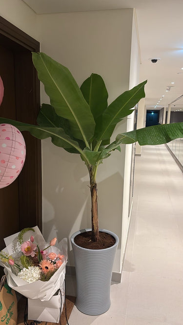 Premium Banana Plant in Ceramic Planter, Dubai. Potted plant in a room with a bouquet of flowers and balloons.