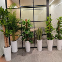 Premium Bundle Office Plants UAE. Row of potted plants in an office setting with a glass wall.