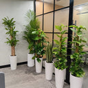 Premium Bundle Office Plants UAE. Indoor office setting with multiple potted plants in a modern office space.
