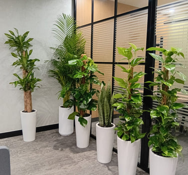 Premium Bundle Office Plants UAE. Indoor office setting with multiple potted plants in a modern office space.