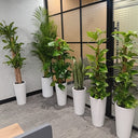 Premium Bundle Office Plants UAE. Plants in white pots are arranged in an office setting