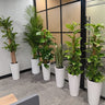 Premium Bundle Office Plants UAE. Plants in white pots are arranged in an office setting