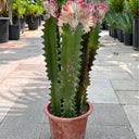 Premium Euphorbia in Nursery Pot Indoor Plants Dubai. Tall cactus with pink flowers in a pot on a pavement