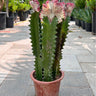Premium Euphorbia in Nursery Pot Indoor Plants Dubai. Tall cactus with pink flowers in a pot on a pavement