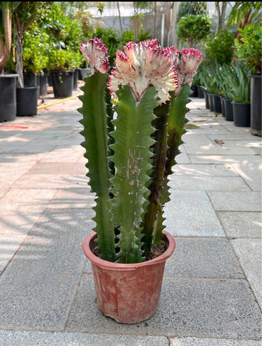 Premium Euphorbia in Nursery Pot Indoor Plants Dubai. Tall cactus with pink flowers in a pot on a pavement