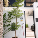 Bucida Tree or Shady Lady Tree in Premium Fiber Plants Dubai.