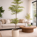 Premium Fiber Pot Plants Dubai