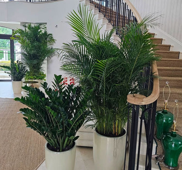 Premium House Plants Zizi + Big Areca Plants UAE. Potted plants in a home setting with a staircase and railing.