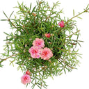 Premium Moss Rose Plant for Office Spaces, Dubai. Pink flowers on green foliage against a white background