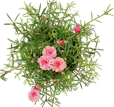 Premium Moss Rose Plant for Office Spaces, Dubai. Pink flowers on green foliage against a white background