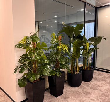 Premium Office Plants Bundle Monstera Large + Bird of Paradise Giant UAE. Plants in black pots on a gray carpeted floor with glass walls in the background