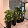 Premium Office Plants Bundle Monstera Large + Bird of Paradise Giant UAE. Plants in black pots on a gray carpeted floor with glass walls in the background