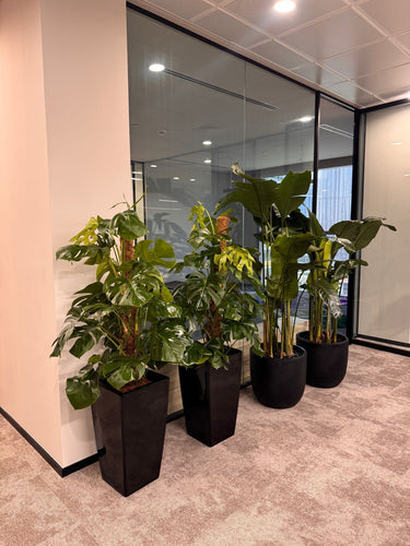 Premium Office Plants Bundle Monstera Large + Bird of Paradise Giant UAE. Plants in black pots on a gray carpeted floor with glass walls in the background