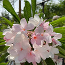 Premium Pink Plumeria Frangipani Outdoor & Indoor Plant, Dubai. Pink and white flowers with green leaves on a sunny day