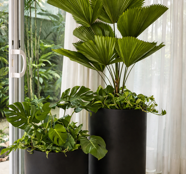 Premium Plants Bundle in Fiber Black Matte. Two potted plants in black containers on a tiled floor with a glass door and white curtains in the background.