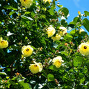 Premium Sea Hibiscus Outdoor Plants Dubai.Yellow flowers with green leaves against a blue sky