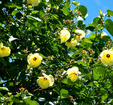 Premium Sea Hibiscus Outdoor Plants Dubai.Yellow flowers with green leaves against a blue sky