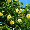 Premium Sea Hibiscus Outdoor Plants Dubai.Yellow flowers with green leaves against a blue sky
