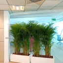 Privacy Areca Palm in White Rectangular Plants UAE